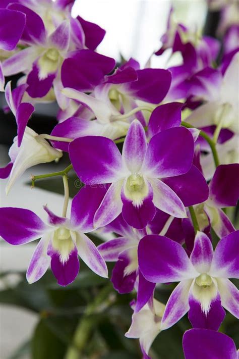 Purple and white orchids stock image. Image of gardening - 62612533