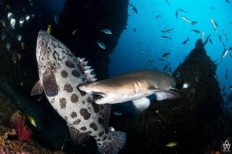 The Best Shark Dive in the World!: Boring Polar Bears or Epic Raggie?