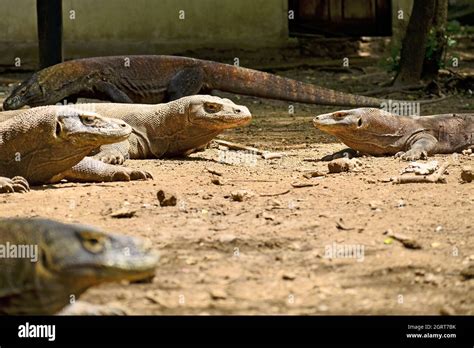 Komodo dragon behavior hi-res stock photography and images - Alamy