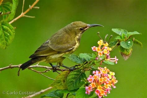 African Bird Club