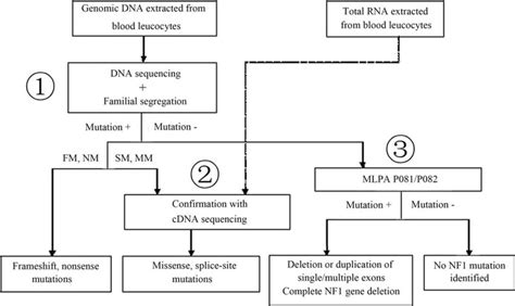 Flow chart for comprehensive NF1 mutation detection. Point mutations ...