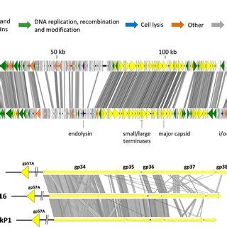 Phage CkP1 multiple genome alignment. A Whole-genome pairwise... | Download Scientific Diagram