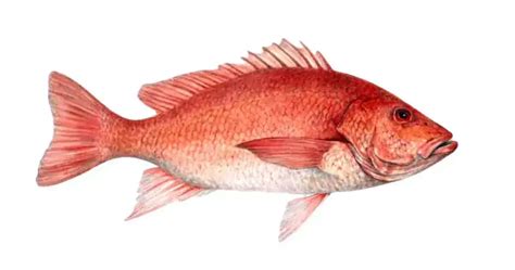 Sankara Fish [5+ Benefits, English Name, Nutrient, Types, Price]