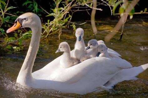 Swan And Baby Swan - Pets