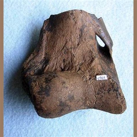 American Lion Fossils – Fossils & Artifacts for Sale | Paleo Enterprises