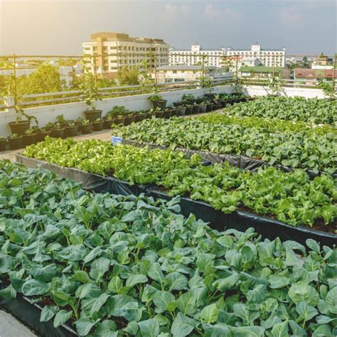 Rooftop Farming, A Hit During COVID-19. Grow your own!