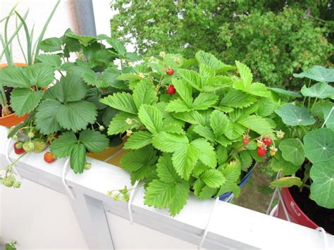 6 top crops to grow in containers - Horticentre - Your Family Run ...