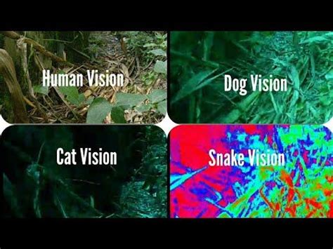 Image result for animal vision | Animals and pets, Animals, Hominid