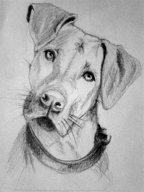 Dog Sketch by fabianomanko on DeviantArt in 2020 | Hund zeichnungen, Skizzen von tieren, Skizzierung