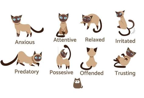 Cat Body Language - Examples and Pictures