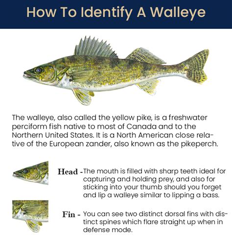 Walleye - Columbia Walleye Fishing Guide