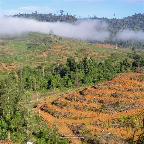 Borneo rainforest - ECOS