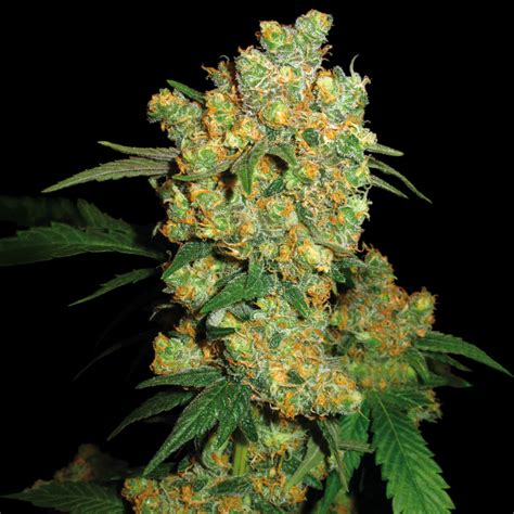 9 Best Cannabis Strains for Sleep - Sensi Seeds