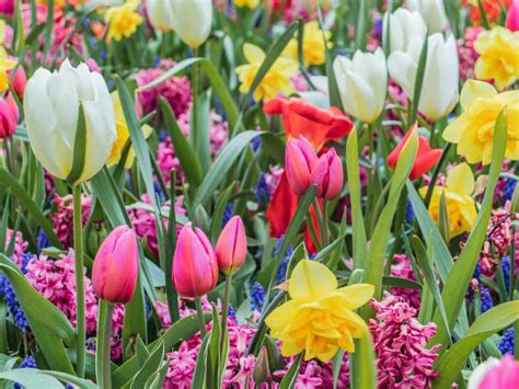 Create A Spring Garden With Flower Bulbs | Gardening | Blooming Secrets