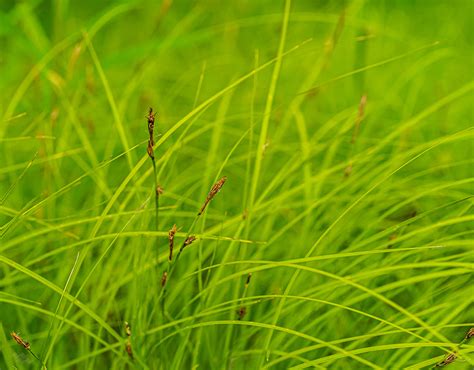 Carex pensylvanica – Native Gardens of Blue Hill