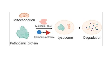 Targeting Lysosomal Degradation Pathways: New Strategies and Techniques for Drug Discovery ...