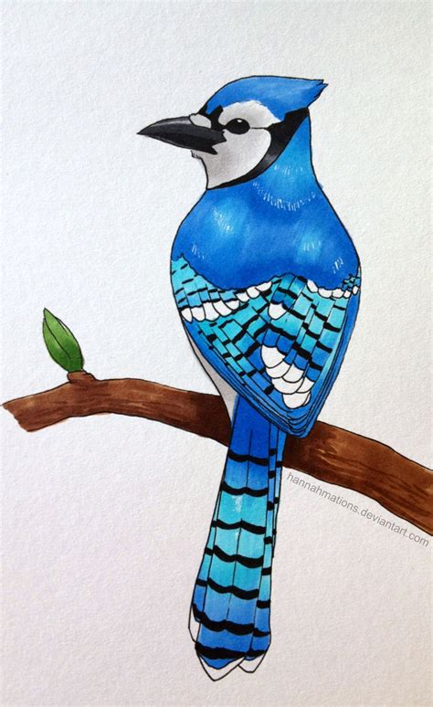 Blue Jay Bird Drawing at GetDrawings | Free download