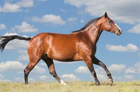 10 Fastest Horse Breeds in the World