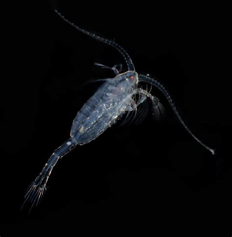 How Tiny Animals Comb the Oceans for Dinner | Live Science