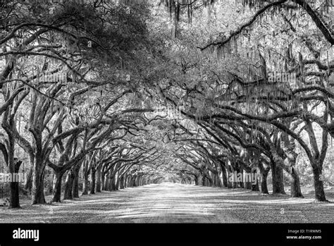 Oak alley plantation history hi-res stock photography and images - Alamy