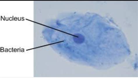 Labelled Diagram Of A Human Cheek Cell