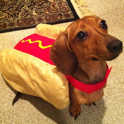 Pin by Baraka Williams on Wiener dogs | Best dog costumes, Dachshund love, Baby dachshund