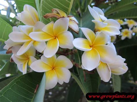 Plumeria rubra - How to grow & care