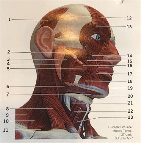 Superficial Muscle Of Neck - Human Anatomy