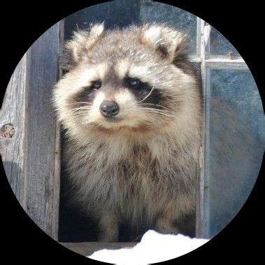 Raccoon Matching Pfp | Animal icon, Anime character drawing, Cute animals