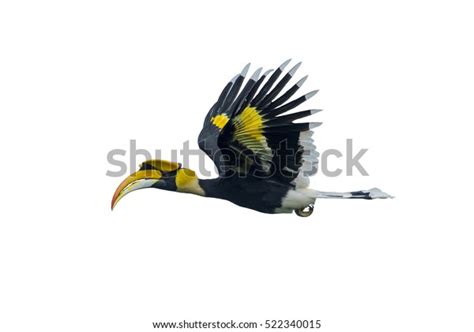 Beautiful Great Hornbill Flying Isolated On Stock Photo (Edit Now ...