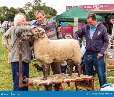 Sheep Grooming, Hanbury Countryside Show. Editorial Photo - Image of ...