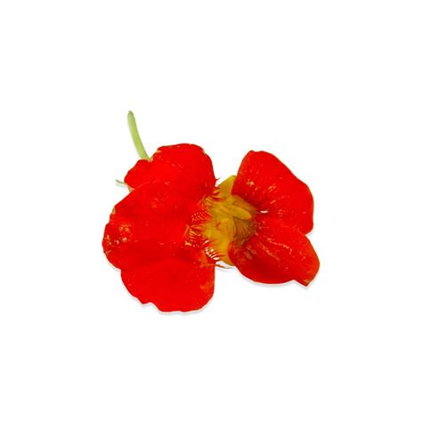 Edible Nasturtium Flowers & Edible Nasturtium Leaves | Marx Foods