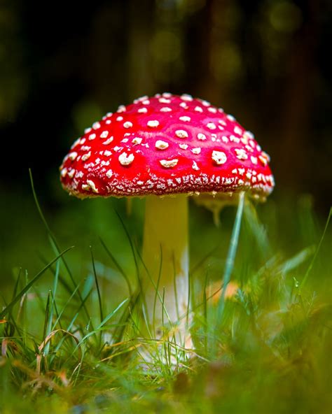 Growing Mushrooms: Beginners Guide to Mushroom Cultivation – Mushroom ...