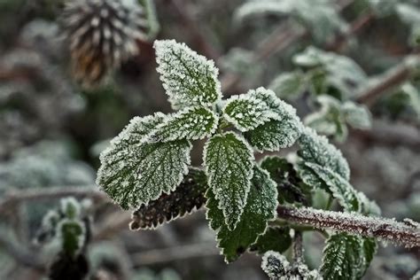 Free Images : nature, cold, white, leaf, flower, ripe, ice, herb, produce, botany, flora, leaves ...