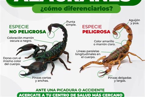 Recomendaciones para evitar picaduras de alacranes | Corrientes Hoy