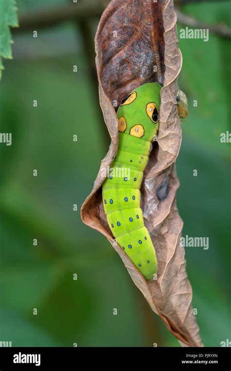 Spicebush butterfly caterpillar hi-res stock photography and images - Alamy