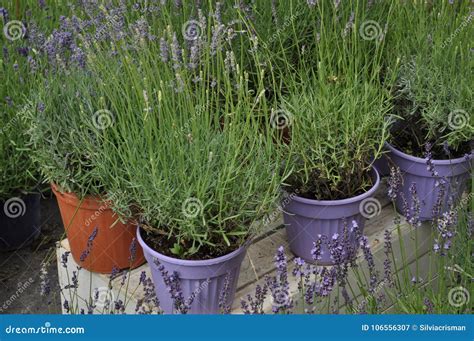 Blue lavender flower stock image. Image of lavandula - 106556307