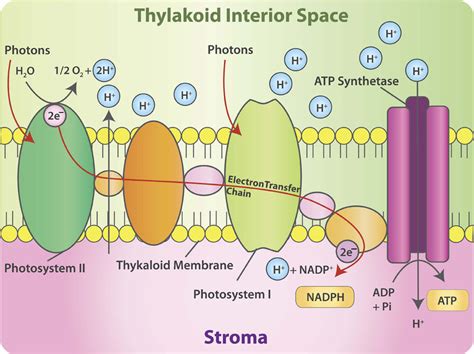 Chloroplasts | CK-12 Foundation