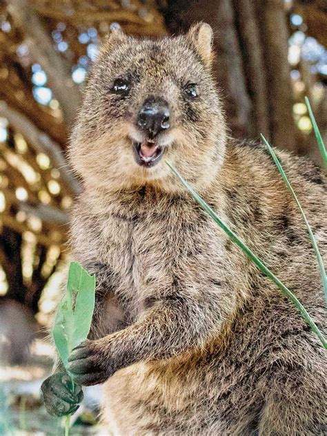 A Smiling Quokka And Its Young R/NatureIsFuckingLit, 44% OFF