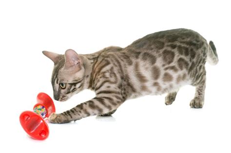 Premium Photo | Young bengal cat playing