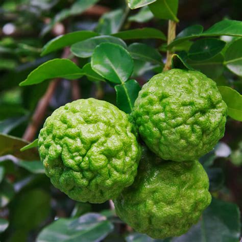 Citrus hystrix (grote plant) – The Natural World