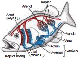 Sistem Peredarah Darah Pada Ikan beserta Gambarnya - DosenBiologi.com