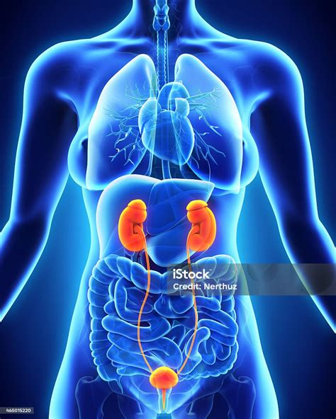 Human Female Kidney Anatomy Stock Photo - Download Image Now - Urinary ...