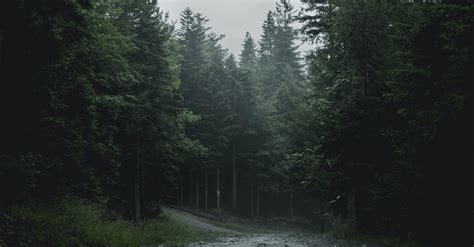 Free stock photo of dark, dark green, forest