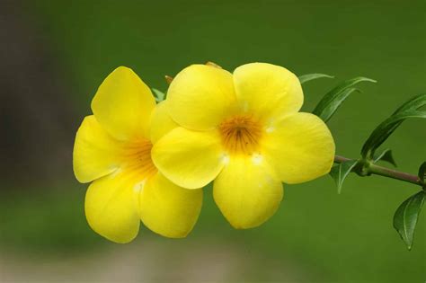 Discover the National Flower of Brazil: The Golden Trumpet - A-Z Animals