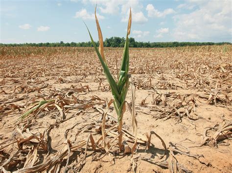 Drought Disasters Declared In More Counties; 1,297 Affected So Far ...