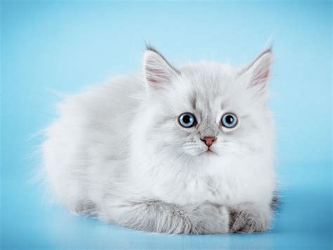 Neva Masquerade - The Colorpoint Siberian, Breed Information