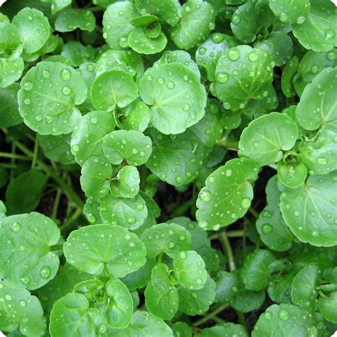 Watercress Seeds – Heirloom Untreated NON-GMO From Canada – The Incredible Seed Company Ltd