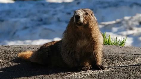 Fun Hoary Marmot Facts For Kids | Kidadl