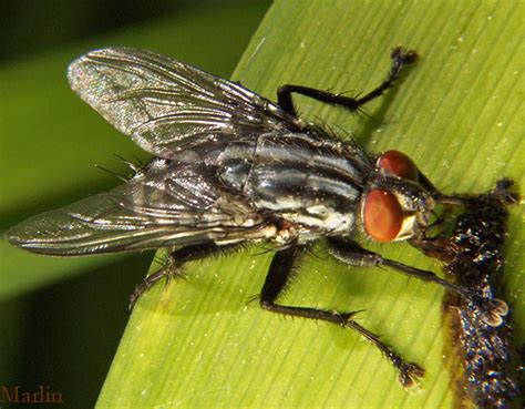 Flesh Fly - Bellieria sp - North American Insects & Spiders